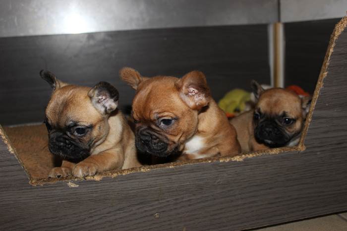 Au Bonheur Des Chiens D Eve