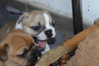 Au Bonheur Des Chiens D Eve
