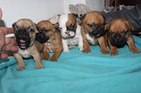 Au Bonheur Des Chiens D Eve