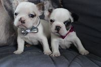 Au Bonheur Des Chiens D Eve